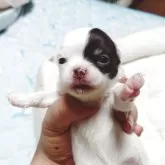 チワワ(ロング)