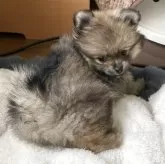 ポメラニアン【福岡県・男の子・2025年9月30日・ウルフセーブル】の写真3