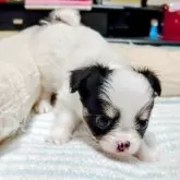 チワワ(ロング)【福岡県・女の子・2025年5月14日・ホワイト&ブラック】の写真13