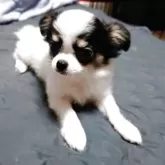 チワワ(ロング)【福岡県・女の子・2025年5月14日・ホワイト&ブラック】の写真5