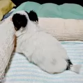 チワワ(ロング)【福岡県・女の子・2025年5月14日・ホワイト&ブラック】の写真15