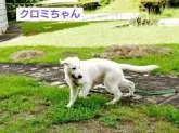 ホワイト・スイス・シェパード・ドッグ【長崎県・女の子・2025年4月23日・ホワイト】の写真9