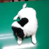 チワワ(ロング)【福岡県・女の子・2025年5月14日・ホワイト&ブラック】の写真8