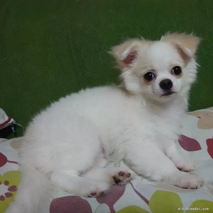 R.Y 様のお迎えした子犬