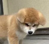 秋田犬【山形県・男の子・2023年5月1日・赤】の写真2