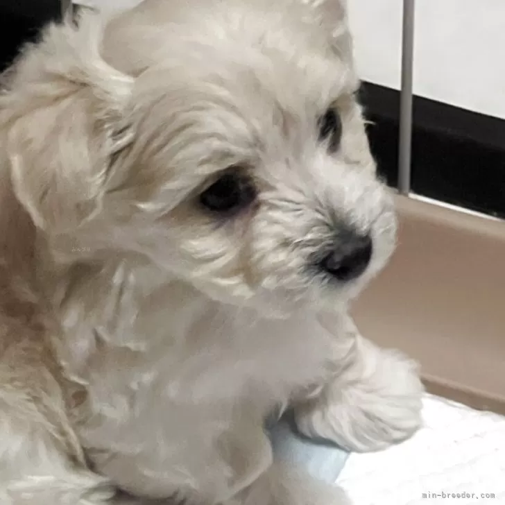 マモル 様のお迎えした子犬