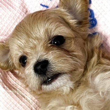 マルプー(トイプードル×マルチーズ)【岐阜県・男の子・2025年7月20日・ゴールド】の写真「おめ目がくりくりでまーるいお顔で可愛〜です」