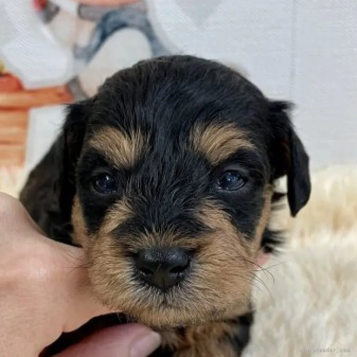 M.N 様のお迎えした子犬