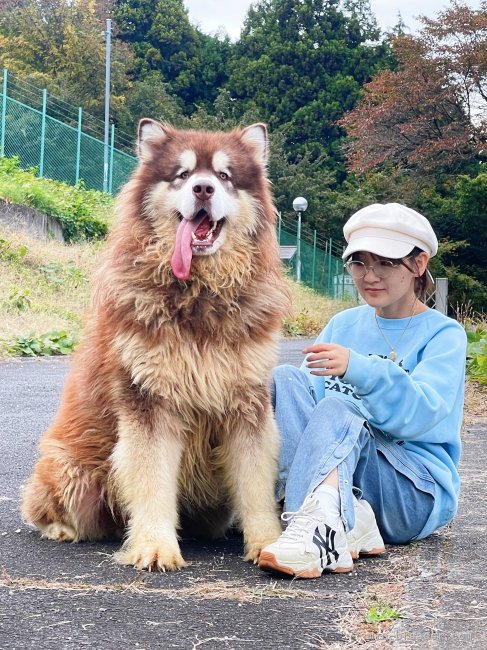 張　宗昌(ちょう　しゅうしょう)ブリーダー(茨城県・シベリアンハスキーなど・JKC/cku登録)の紹介写真1