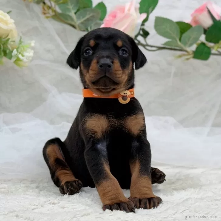 T.U 様のお迎えした子犬