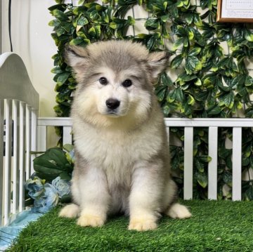 アラスカンマラミュート【茨城県・女の子・2025年2月22日・グレー】の写真「優良血統・両親海外輸入犬，お父さんは70kgくらい」