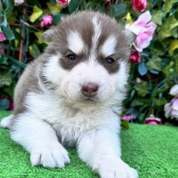 シベリアンハスキー【茨城県・男の子・2025年3月28日・チョコレート&ホワイト】の写真「おとなしいな男の子です。💜分割払いOK」