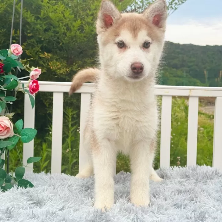 ID:2403-03994の子犬
