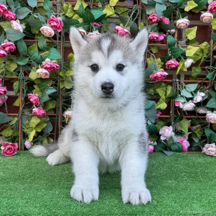 ID：2404-06079の子犬