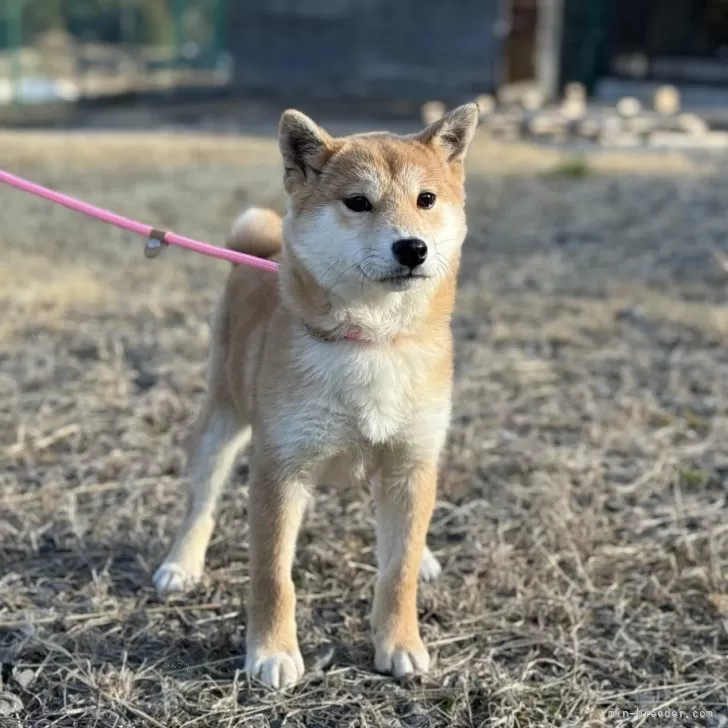 ID:2312-01889の子犬