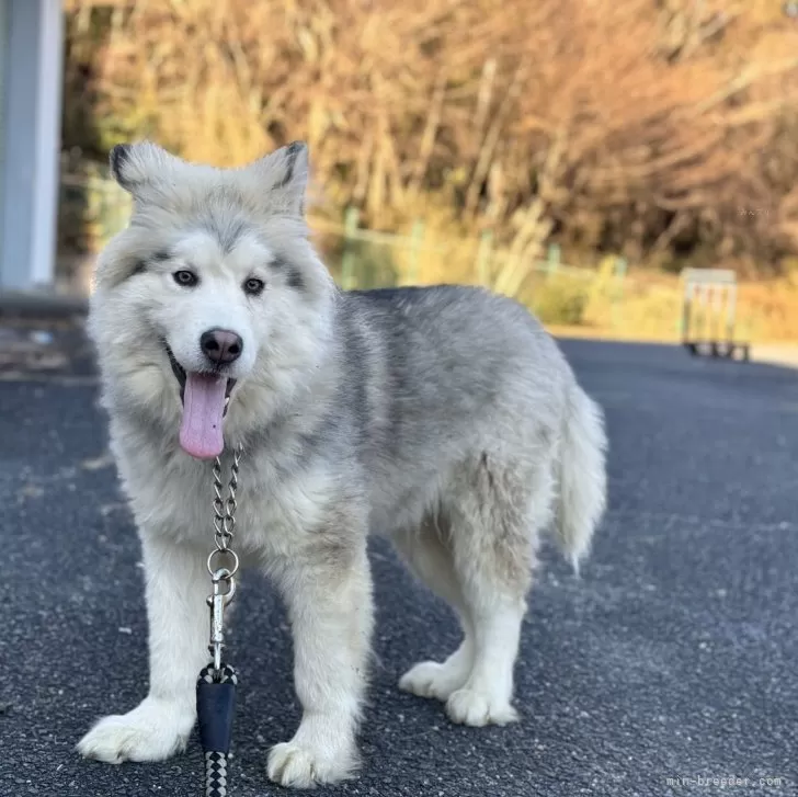 C.M 様のお迎えした子犬