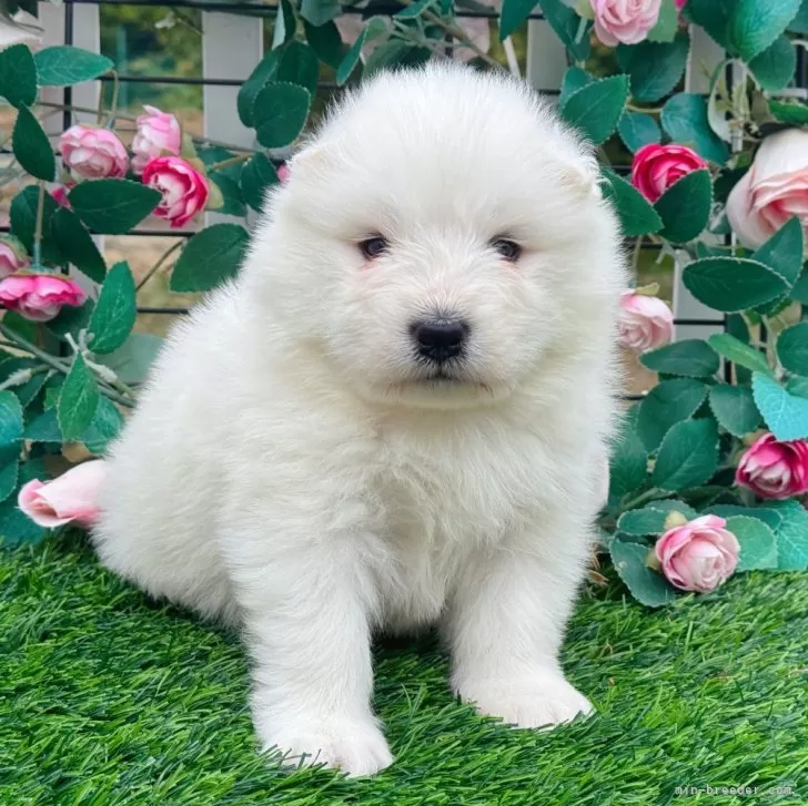 ID:2405-02899の子犬