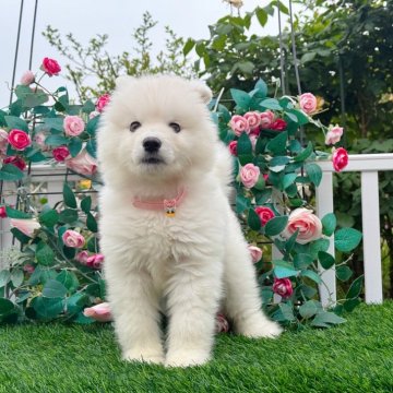アラスカンマラミュート【茨城県・女の子・2024年3月22日・ホワイト】の写真「❣両親海外輸入犬、長毛珍しいです、まるまるとした子」