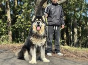 アラスカンマラミュート【・男の子・2023年2月22日・ブラック】