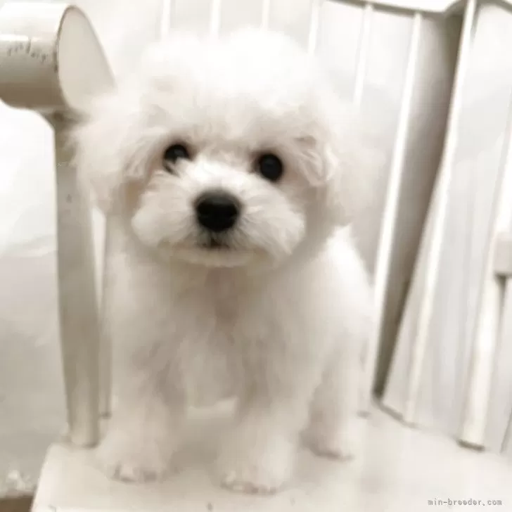 ID：2502-07197の子犬