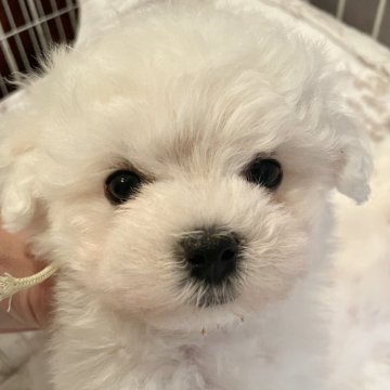 ボロニーズ【神奈川県・女の子・2024年9月30日・ホワイト】の写真「お残し予定でしたがサイズが小さいのでご家族募集☆」