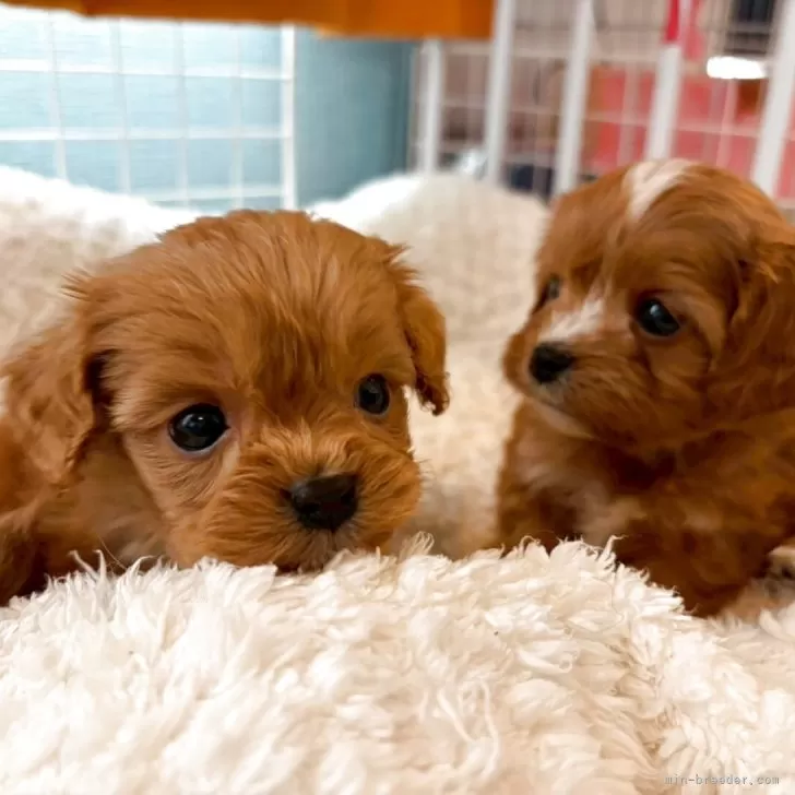 キャバプー(トイプードル×キャバリア)【神奈川県・女の子・2025年10月17日・アプリコット】の写真1