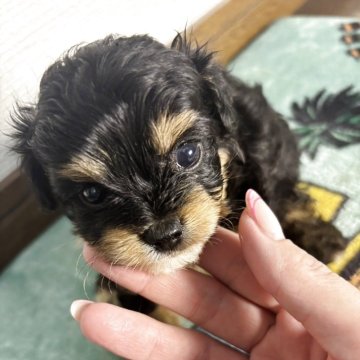 チワプー(チワワ×トイプードル)【神奈川県・女の子・2025年7月31日・ブラックタン】の写真「小さくて大人しくて可愛いチワプーちゃん🧸💕」