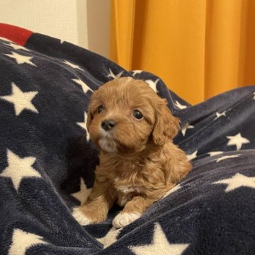 キャバプー(トイプードル×キャバリア)【神奈川県・男の子・2025年10月17日・アプリコットアンドホワイト】の写真「お待たせ致しました✨大人気キャバプーちゃん🐾」