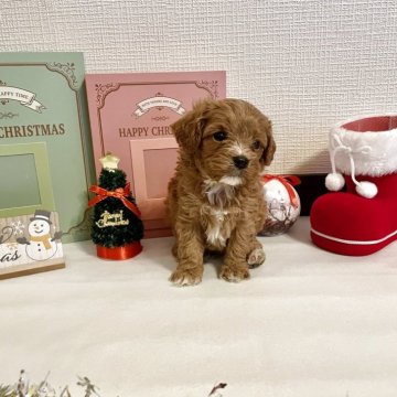 キャバプー(トイプードル×キャバリア)【神奈川県・男の子・2025年10月17日・レッドアンドホワイト】の写真「お待たせ致しました✨大人気キャバプーちゃん🐾」