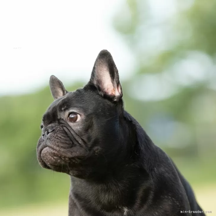ID：2309-01910の子犬