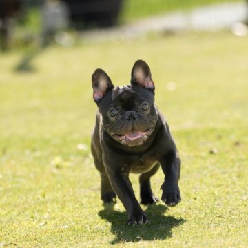 フレンチブルドッグ【兵庫県・男の子・2023年6月23日・ブリンドル】の写真「父犬外産CH、JKC.CH、INT.CH」