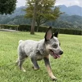 オーストラリアン・キャトル・ドッグ