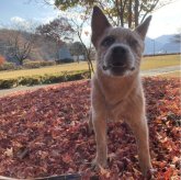 オーストラリアン・キャトル・ドッグ