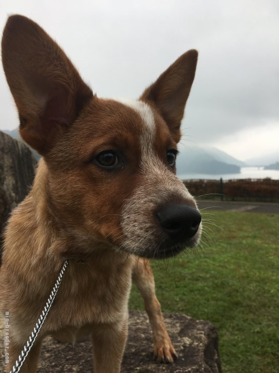 オーストラリアン キャトル ドッグ 神奈川県 男の子 21年6月16日 レッド 元気印 活発な仔犬です みんなのブリーダー 子犬id 2108 オーストラリアン キャトル ドッグ 神奈川県 男の子 21年6月16日 レッド 元気印 活発な仔犬です みんなのブリーダー 子犬id 2108