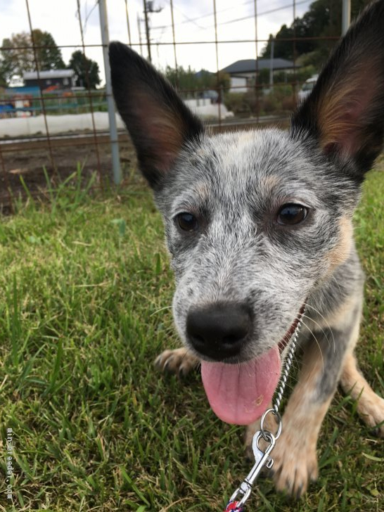 オーストラリアン キャトル ドッグの子犬をお迎えいただいたお客様の声 口コミ 評判 みんなのブリーダー オーストラリアン キャトル ドッグの子犬をお迎えいただいたお客様の声 口コミ 評判 みんなのブリーダー