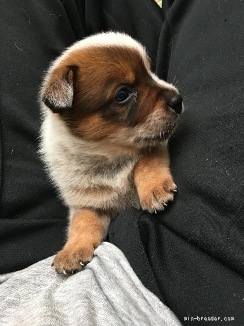 オーストラリアン キャトル ドッグ 神奈川県 男の子 21年6月16日 レッド Smartな仔犬アイコンタクトがとれる賢い子犬です みんなの ブリーダー 子犬id 2108 オーストラリアン キャトル ドッグ 神奈川県 男の子 21年6月16日 レッド Smartな仔犬アイコンタクトがとれる賢い子犬です みんなの ブリーダー 子犬id 2108