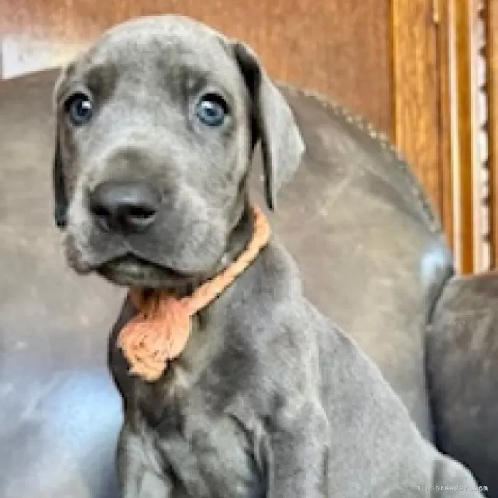 ID:2406-02853の子犬