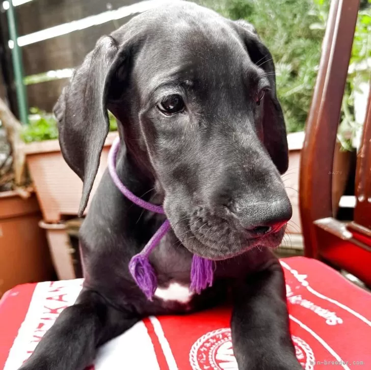 ID:2402-04373の子犬