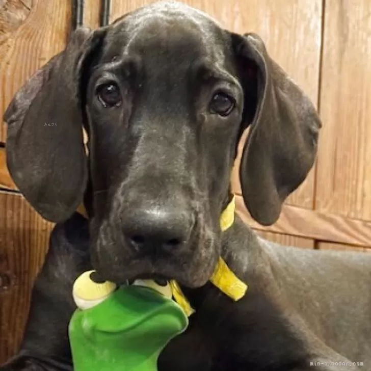 ID：2402-04343の子犬