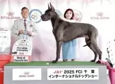 グレートデン【東京都・女の子・2025年3月21日・ブラック】の写真4「最近の父犬・テディ💙🇺🇸父さんのFCIニューチャンピオン完成の姿です！」
