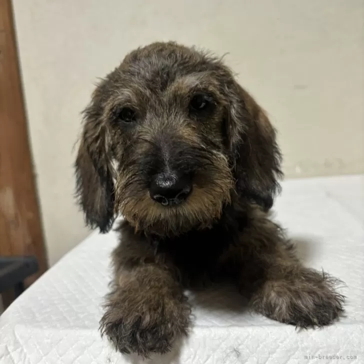 ID:2501-05085の子犬