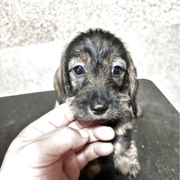 ミニチュアダックスフンド(ワイアー)【三重県・女の子・2025年10月12日・ワイルドボア】の写真「少しこぶりの可愛い女の子です😍」