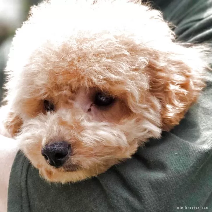 ID:2505-02563の子犬