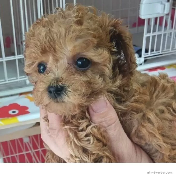 ID:2504-03326の子犬