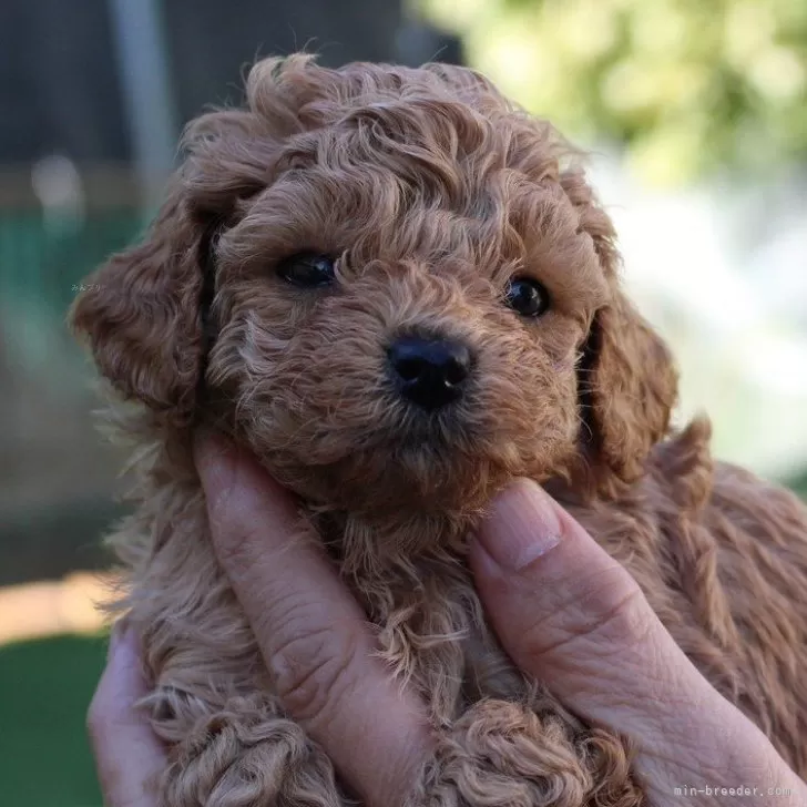 タイニープードル【愛知県・男の子・2025年10月13日・アプリコット】の写真1「クリスマス&amp;年末年始にお迎え下さい♥」