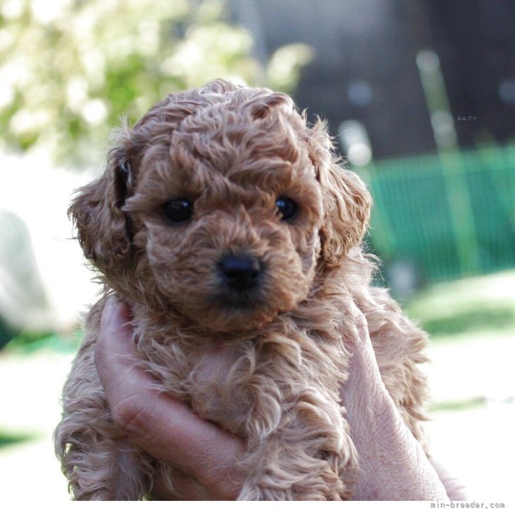 ブリーダー画像