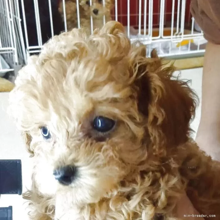 ID:2503-04463の子犬