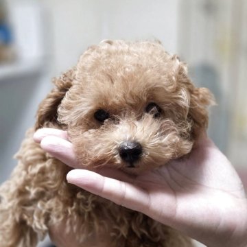 トイプードル(ティーカップ)【愛知県・男の子・2025年5月25日・アプリコット】の写真「テディベア風のお顔」
