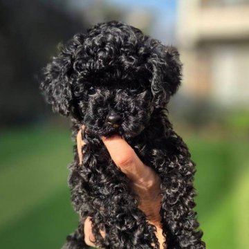 トイプードル(ティーカップ)【愛知県・男の子・2025年10月7日・ブラック】の写真「イケ可愛♥♥」