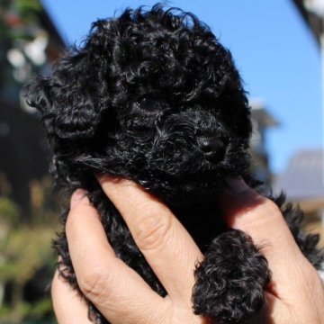 ティーカッププードル【愛知県・女の子・2025年10月13日・ブラック】の写真「ブラックは目立ちます😁」